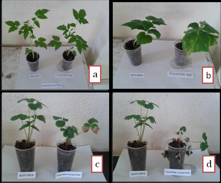 82 reizolasyonlar sonucunda denemede kullanılan F. oxysporum izolatları hastalıklı çilek bitkilerinden izole edilmiştir. Şekil 4.6.