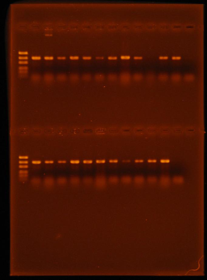 96 Her iki üretim sezonunda elde edilen patojen Fusarium spp. izolatlarından DNA ekstraksiyonu yapılan toplam 178 Fusarium spp. izolatının 169 unun ve 117 Rhizoctonia spp.