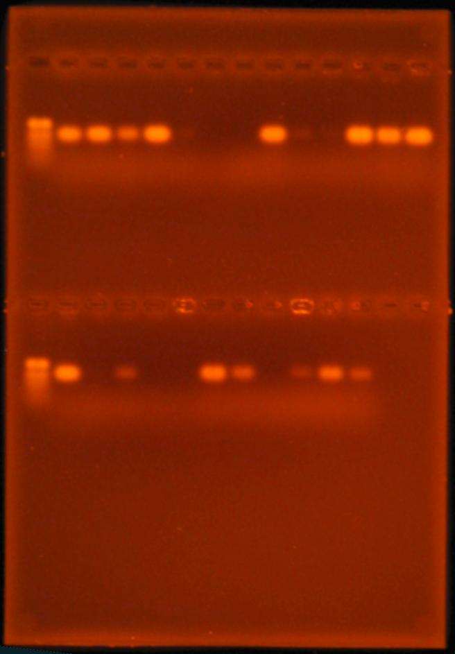97 1 2 3 4 5 6 7 8 9 10 11 12 13 14 Şekil 4.10. Üstte ve altta EF1/EF2 primerleri ile çoğaltılan fungal izolatlara ait PCR ürünlerinin, %1.