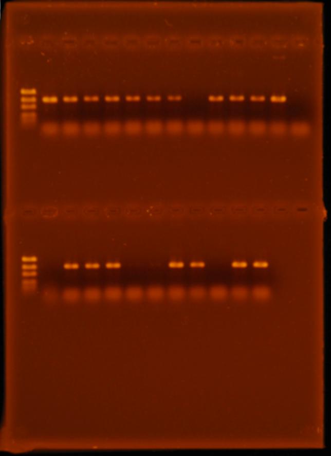 98 1 2 3 4 5 6 7 8 9 10 11 12 13 14 Şekil 4.11. Üstte ve altta EF1/EF2 primerleri ile çoğaltılan fungal izolatlara ait PCR ürünlerinin, %1.