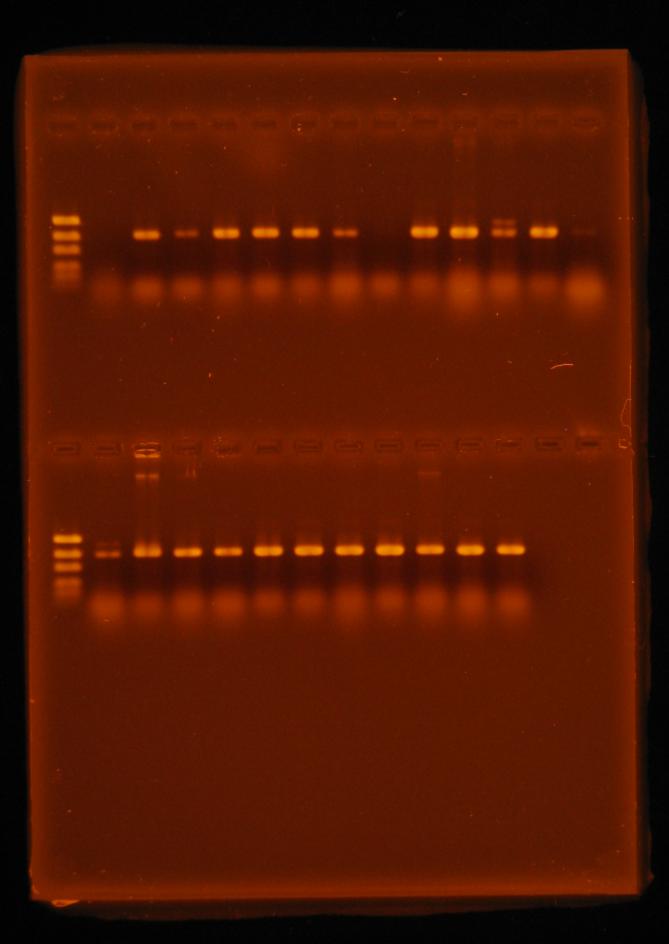 99 1 2 3 4 5 6 7 8 9 10 11 12 13 14 Şekil 4.12. Üstte ve altta EF1/EF2 primerleri ile çoğaltılan fungal izolatlara ait PCR ürünlerinin, %1.