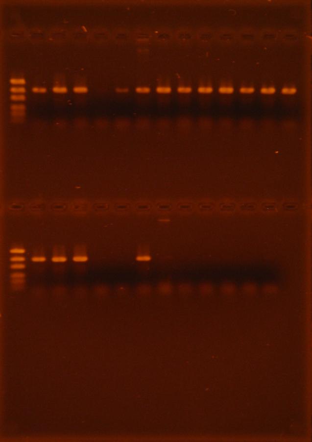 100 1 2 3 4 5 6 7 8 9 10 11 12 13 14 Şekil 4.13. Üstte ve altta EF1/EF2 primerleri ile çoğaltılan fungal izolatlara ait PCR ürünlerinin, %1.