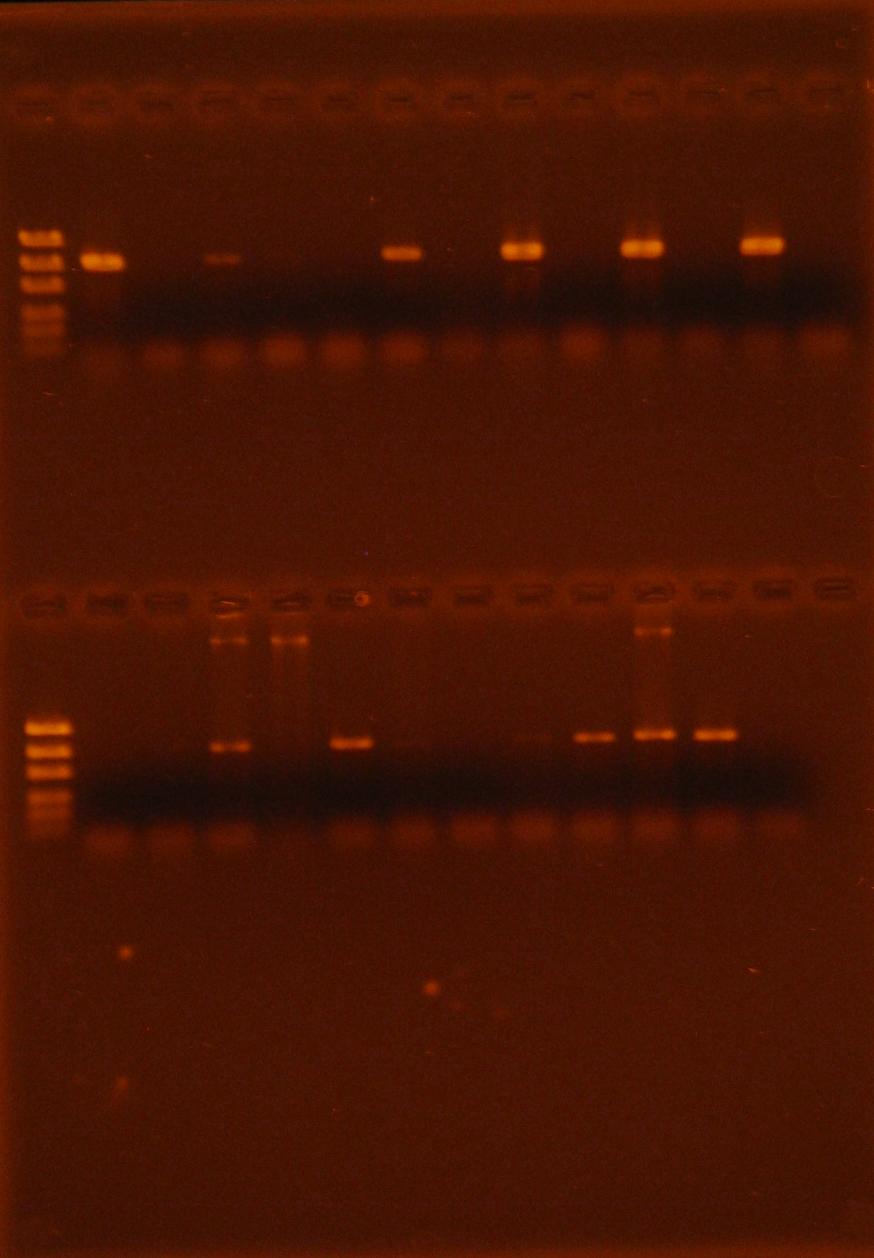 101 1 2 3 4 5 6 7 8 9 10 11 12 13 14 Şekil 4.14. Üstte ve altta EF1/EF2 primerleri ile çoğaltılan fungal izolatlara ait PCR ürünlerinin, %1.
