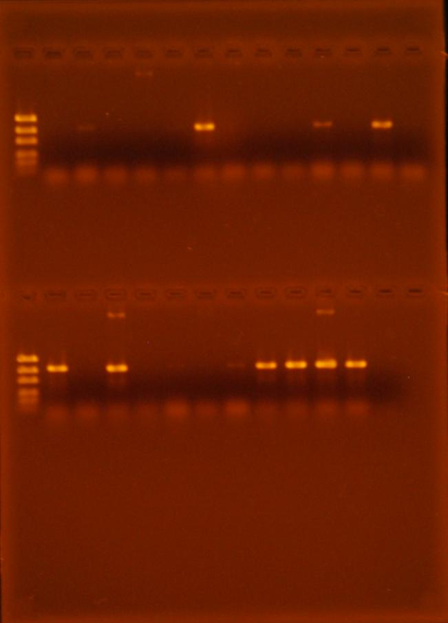 102 1 2 3 4 5 6 7 8 9 10 11 12 13 14 Şekil 4.15. Üstte ve altta EF1/EF2 primerleri ile çoğaltılan fungal izolatlara ait PCR ürünlerinin, %1.
