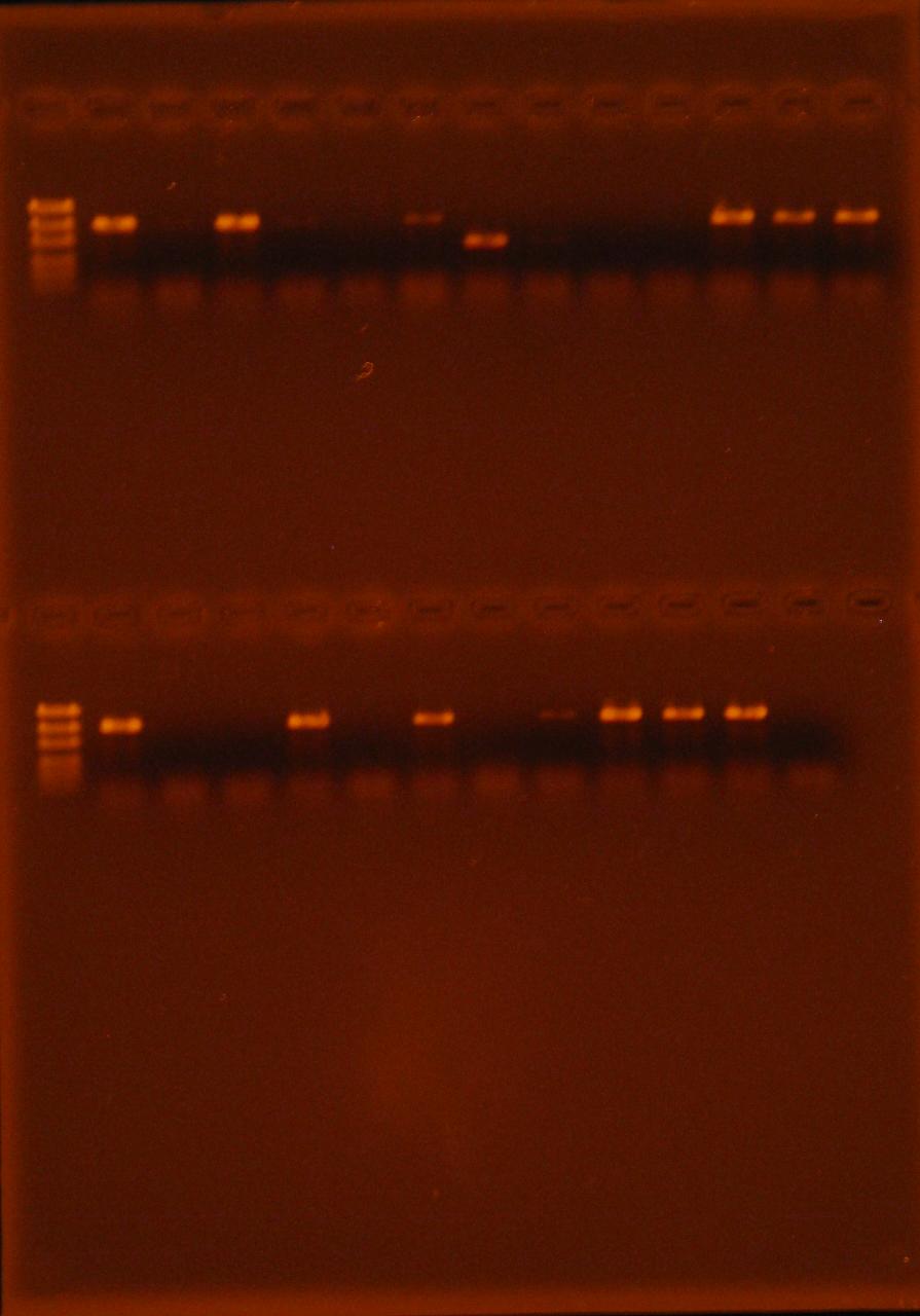 103 1 2 3 4 5 6 7 8 9 10 11 12 13 14 Şekil 4.16. Üstte ve altta EF1/EF2 primerleri ile çoğaltılan fungal izolatlara ait PCR ürünlerinin, %1.