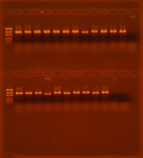 104 1 2 3 4 5 6 7 8 9 10 11 12 13 14 Şekil 4.17. ITS1/ITS4 primerleri ile çoğaltılan fungal izolatlara ait PCR ürünlerinin, %1.