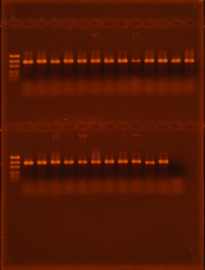 105 1 2 3 4 5 6 7 8 9 10 11 12 13 14 Şekil 4.19. Üstte ve altta ITS1/ITS4 primerleri ile çoğaltılan fungal izolatlara ait PCR ürünlerinin, %1.