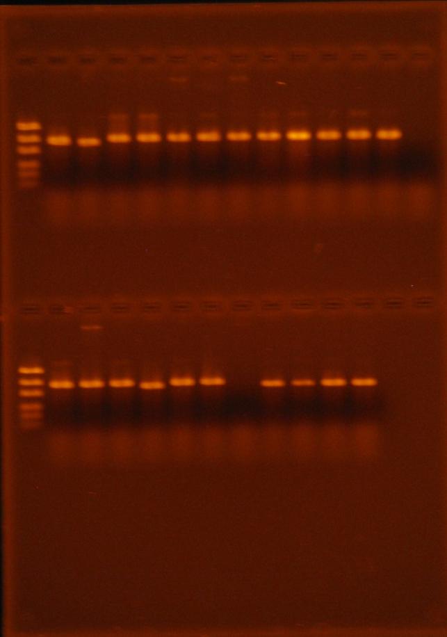 106 1 2 3 4 5 6 7 8 9 10 11 12 13 14 Şekil 4.20. Üstte ve altta ITS1/ITS4 primerleri ile çoğaltılan fungal izolatlara ait PCR ürünlerinin, %1.