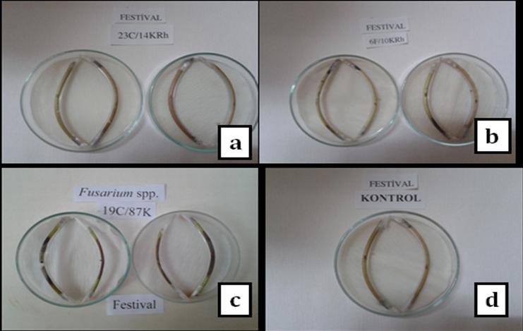 136 Fusarium oxysporum ve Rhizoctonia spp. nin çeşit reaksiyon çalışmaları 3.2.3.3 te belirtilen yönteme göre yukarıda belirtilen çeşitlere ait stolonlarda yapılmıştır (Şekil 4.24, Şekil 4.