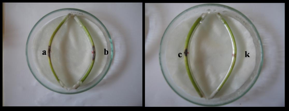 37 Macrophomina phaseolina nın 4 mm lik diskleri ters çevrilerek konulmuştur. Kontrol için 4 mm lik steril agar diski kullanılmıştır.