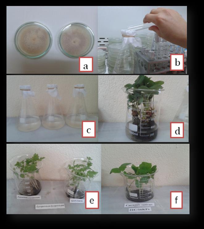 40 değerlendirme yapılmıştır. Patojenisite çalışmaları sonunda denemeye alınan bitkilerden reizolasyon çalışmaları yapılmıştır (Golzar vd., 2007).