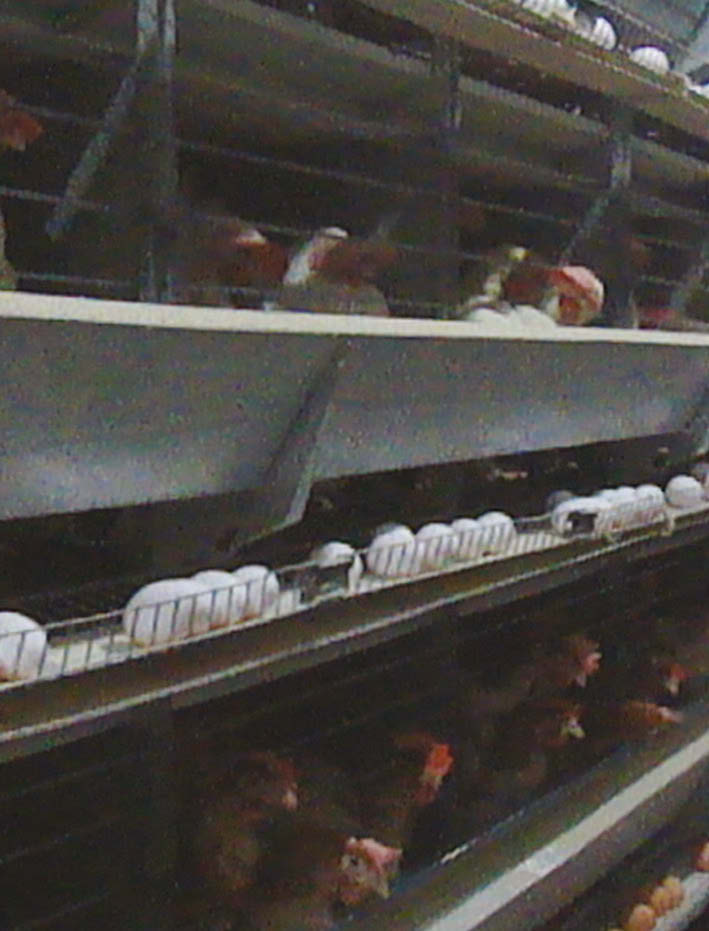 Otomatik Yumurtlayan Tavuklar Referans No TR72-10-İKP-01/102 Yararlanıcı İsmi Tarım Gıda Tavukçuluk San. Tic. Ltd. Şti. Proje Bütçesi 118.500,00 Destek Miktarı 58.
