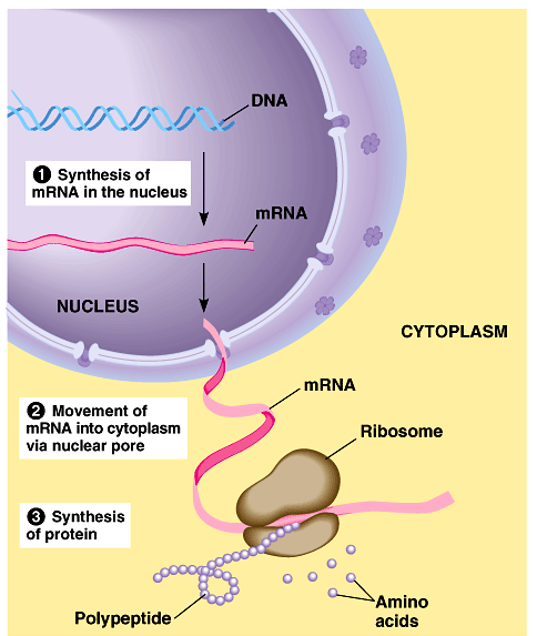 Genetik bilginin DNA dan akışı DNA -> RNA -> protein.