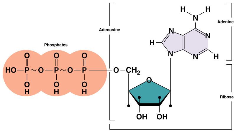 ATP Riboz, adenin, ve 3 fosfat grubu