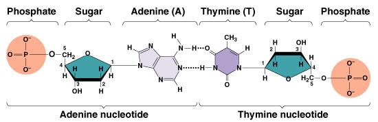 Nükleik Asitler Proteinlerde polipeptid zincirleri gibi nükleik asitler de nükleotidlerden kurulur.