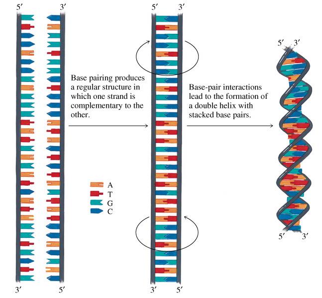 Tamamlayıcı baz eşleşmesi ve çift sarmal DNA da yığılım Baz çiftleşmesi