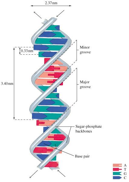 B-DNA nın üç boyutlu yapısı Bu model baz çiftleri ve şeker fosfat iskelet düzeni gösterir ve purin ve pirimidin bazların rölatif ebadını gösterir.