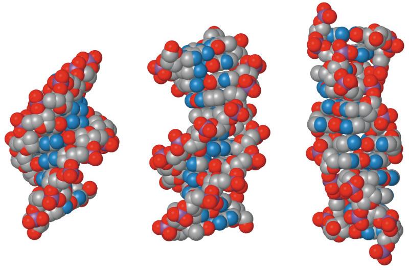 A-, B-, ve Z-DNA nın karşılaştırılması A-DNA DNA dehidre edildiğinde uygundur B-DNA normal