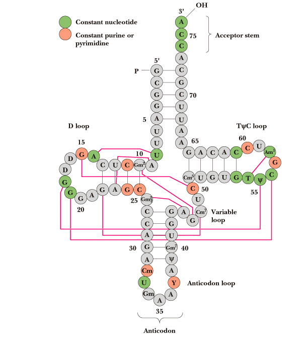 Transfer RNA yapıları t RNA nın ikincil yapısı t RNA nın üçüncül