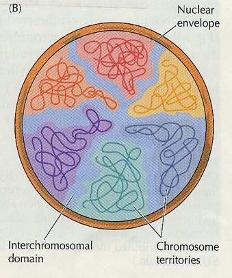 Kromozom Bölgeleri (CT, chromosome Territories) Transkripsiyon, DNA tamir, DNA replikasyonu gibi önemli işlevleri olan