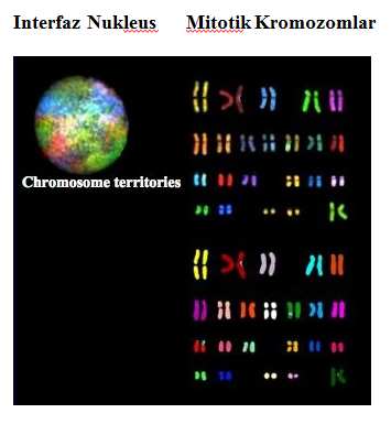 İnterfaz Nukelusunda Kromozom bölgeleri
