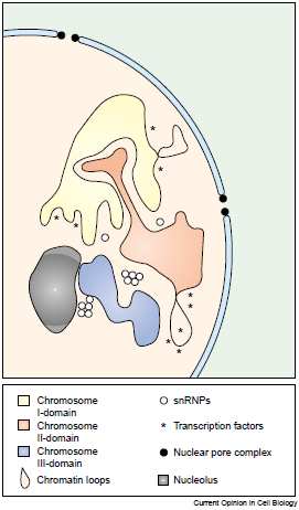 Kromozom Bölgeleri (CT, chromosome Territories) ICD(Inter Chromosome Domain Compartment)model Kromozom bölgeleri 3D yapısında