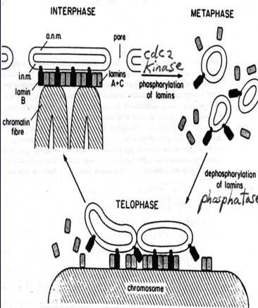 LaminFosforilizasyonu Nukleer Laminayı oluşturan proteinler (A,B,C laminleri) hücre döngüsünde fosforilasyon/defosforilasyon ile dağılıp/yoğunlaşırlar Maya genetik çalışmalarında cdc2 yi hücre