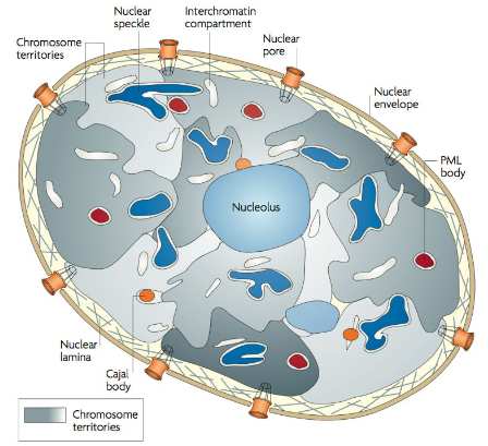 Nükleercisimcikler Bitki ve hayvan hücre nükleuslarında, yapılan elektron mikroskobu incelemeleri ve floresan işaretli antikorlarla muamelesi sonucu, kromozom bölgesinin dışında kalan, belirgin