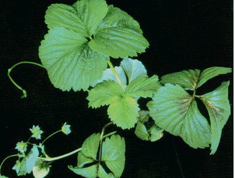 Resim 12. Bitkinin genel formu içersinde potasyum eksikliği gösteren yapraklar hafif arkaya doğru esnemiş bir görünüme sahiptir. Yapraktaki lekelerin oluşumu ise dikkat çekicidir.