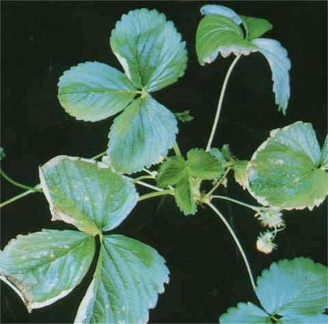 Resim 31. Molibden eksikliğinin çilek yapraklarındaki en bariz etkisi yaprak uçlarından içeriye doğru hafif kurumalar eşliğindeki kıvrılmalardır.