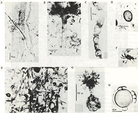 İLK BİTKİ FOSİLLERİ A B C D Gunflint Bitki fosilleri. E G H F A-C. Mavi Yeşil Alg/Yosunlar; Animikia, Entosphaeroides, and Gunflintia; D.