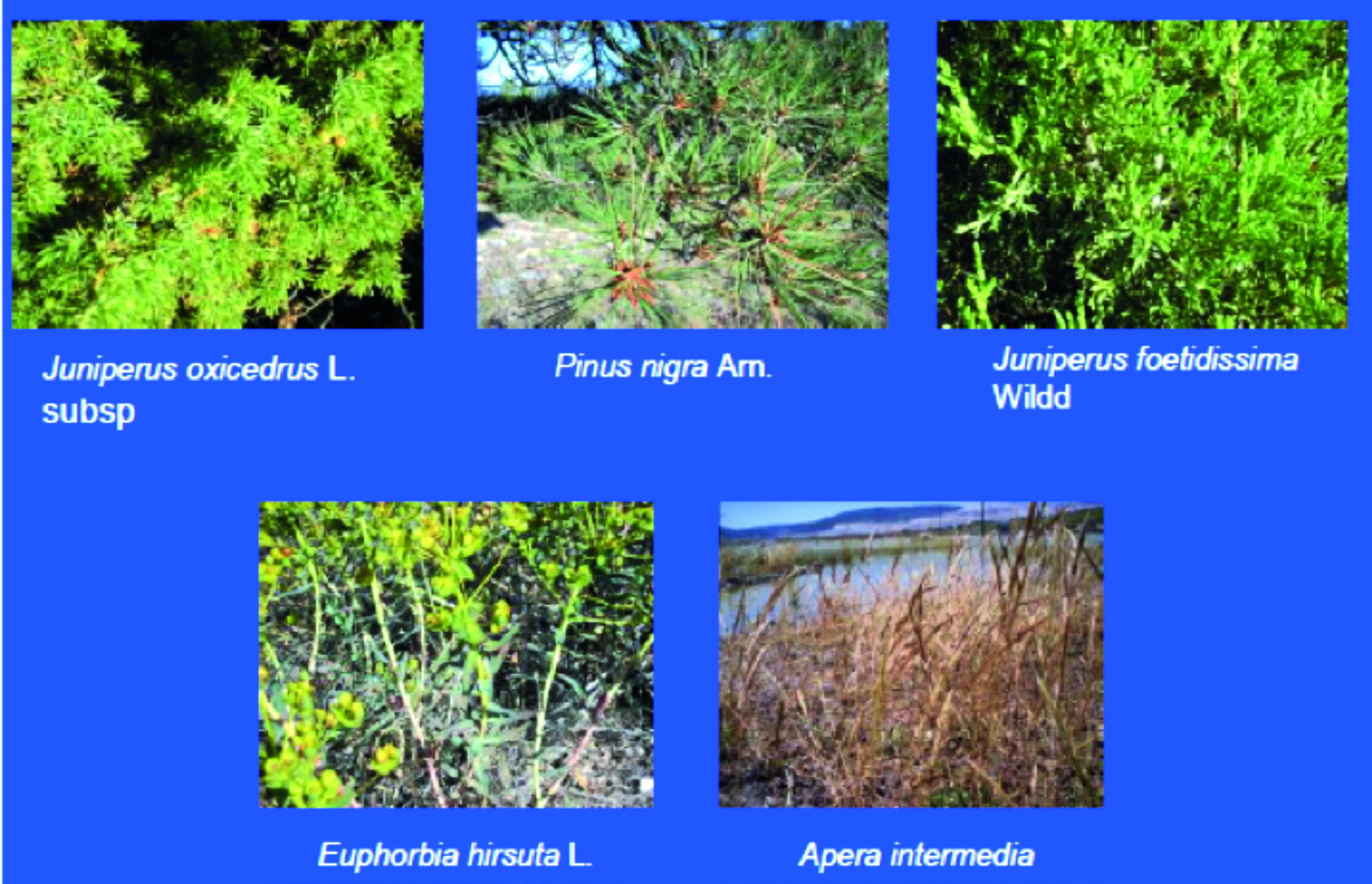 Jeoloji Mühendisliği Dergisi 38 (2) 2014 141 bitki türü (220 örnek) ve yetiştikleri topraklar toplanmıştır (Çizelge 1).