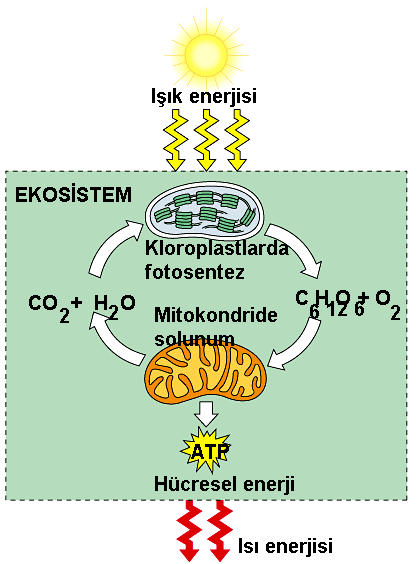 Ekosistemde ki enerji akışında bitkiler ve hayvanlardaki mitokondriler fotosentezin organik ürünlerini yakıt olarak kullanırlar.