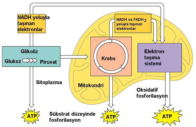 Hücre