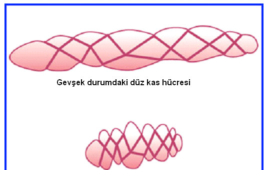 Düz kas hücreleri boylarının %80 ine kadar