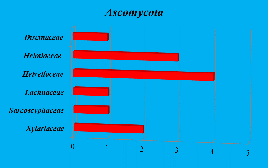48 104 takson Ascomycota bölümünde altı familya, Basidiomycota bölümünde ise 34 familya içerisinde dağılım göstermektedir.