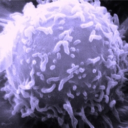 WBC (White Blood Cells-Leukocytes): Beyaz kan hücreleri. Vücudun savunma ve bağışıklık hücrelerinin yani lökositlerin toplamını gösterir. Normal değerleri 5-10 bin arasındadır.