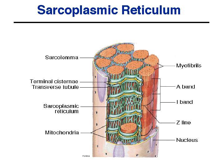 Sarkotübüler Sistem Myofibrillerin çevresi vezikül ve tübülleri andıran membranöz yapılar ile sarılmıştır.