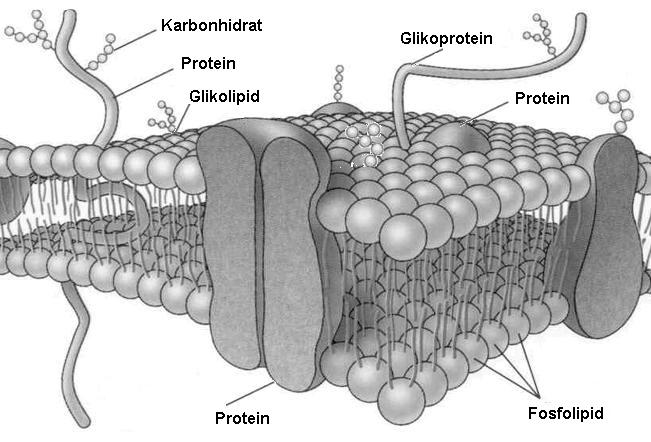 Hücre zarı özellikleri ve görevleri 1-Hücreyi çepe çevre kuşatır 2-Yağ-protein ve karbonhidrattan oluşur.temel yapı yağdır.