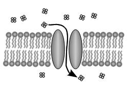 Bitki hücresinde plazmoliz-turgor c-kolaylaştırılmış Difüzyon : Hayvansal hücrede(alyuvar) plazmoliz ve hemoliz 5-Geçişme iki ortam yoğunluğu dengeleninceye kadar devam eder.