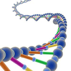 Genetik Bilgi: DNA Yapısı, Fonksiyonu