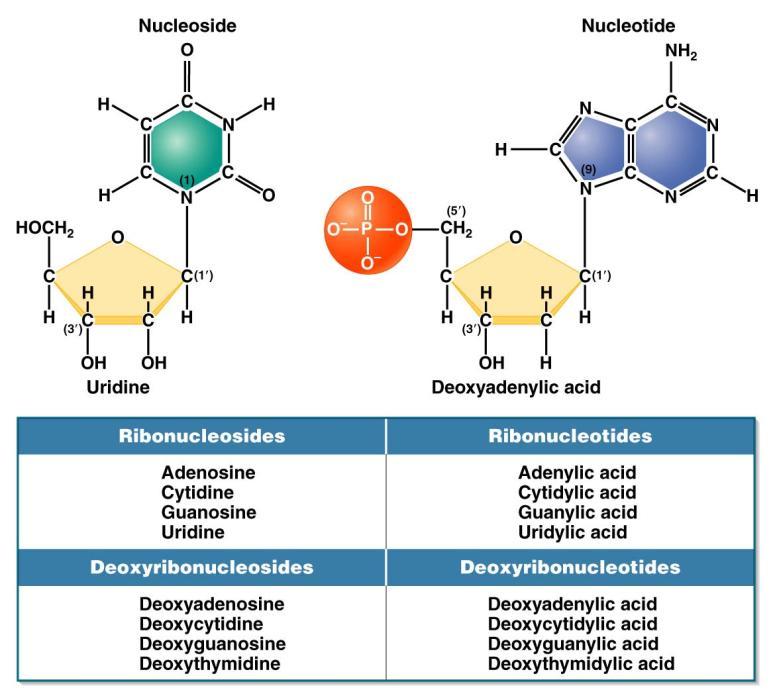 Nükleozid: Pürinlerin 9, pirimidinlerin 1 nolu N atomlarıyla, bir riboz veya deoksiriboz şekerinin 1. karbon atomuna bağlanmasıyla meydana gelir.