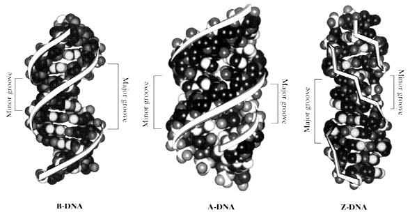 DNA nın Formları