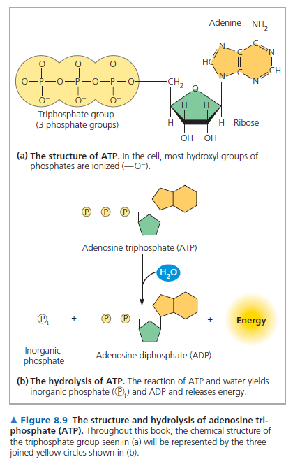 ATP Hücre İçin Enerji Birimi Adenozin trifosfat (ATP) hücreler için kullanılan enerji birimidir.