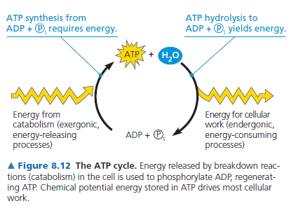 Hücreler enerjiyi ATP nin bağlarında depolar veya salarlar ATP de yer alan enerji terminal fosfat gruplarına ait bağlarda depolanır. Bu gruplar diğer negatif yüklü gruplara karşı hassastırlar.