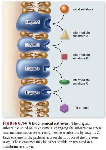 Metabolizma: Hücre İşleyişinin Kimyasal Açıklaması Metabolizma bir hücredeki bütün biyokimyasal reaksiyonların toplamıdır.