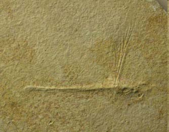 A fossil of a dragonfly, from
