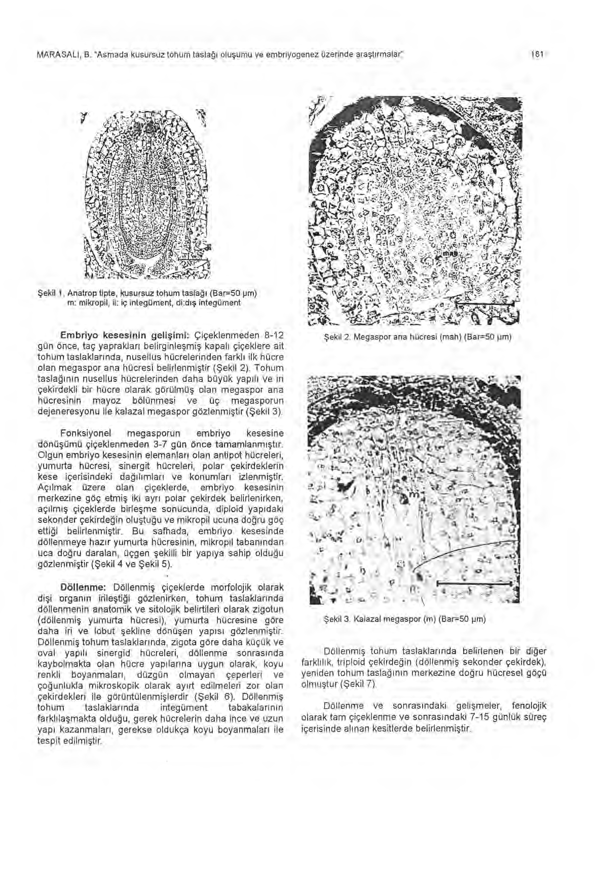 MARASALI, B. "Asmada kusursuz tohum tasla ğı olu şumu ve embriyogenez üzerinde ara şt ı rmalar" 181 Ş ekil 1.