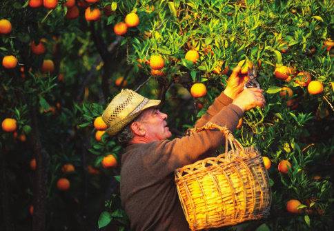 Doğal Sayılarda Bölme İşlemi Doğal Sayılarda Bölme İşlemi Mehmet Amca, portakal toplama zamanında 2952 kg portakal toplamıştır.