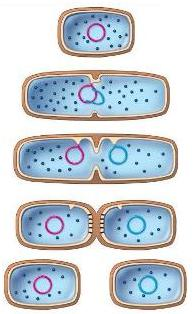 Bakteriler ikiye bölünerek ürerler. Genetik maddesini kopyalar ve iki DNA paylaştırılır. Sitoplazma ikiye bölünür böylece iki tane hücre oluşmuş olur. Bakteriler geometrik olarak bölünürler.
